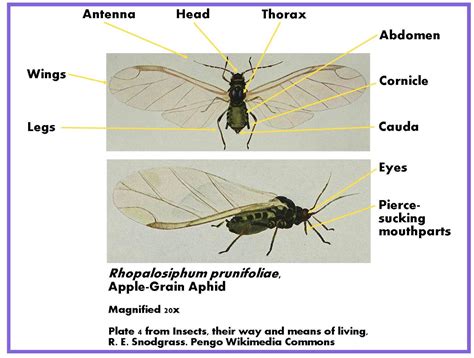 Roots 'n' Shoots: Aphids – Pest of the Month