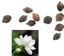 Jasmine Cultivation Information Guide | AsiaFarming.com