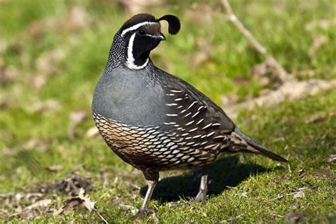 Bring Quail to Your Yard With These Easy Tips | Quail, Habitats, Game birds