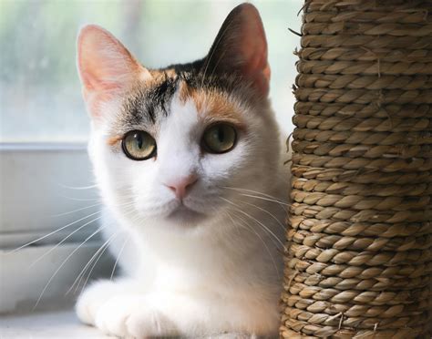 Calico Cat · Free Stock Photo