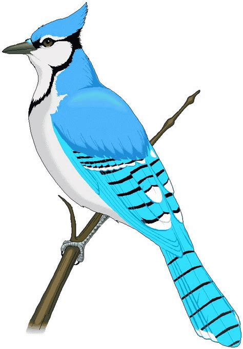 Blue Jay Bird Clip Art | Free download on ClipArtMag