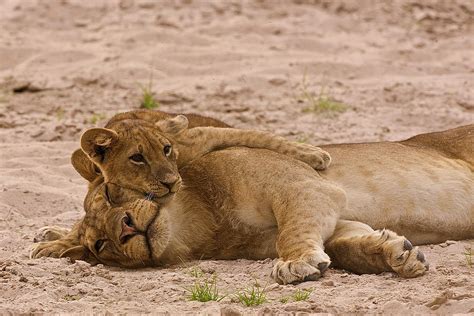 Lion cub hugs mother Photograph by Johan Elzenga - Pixels