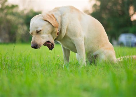 Dog Coughing and Gagging? This Is What It Means and What You Do