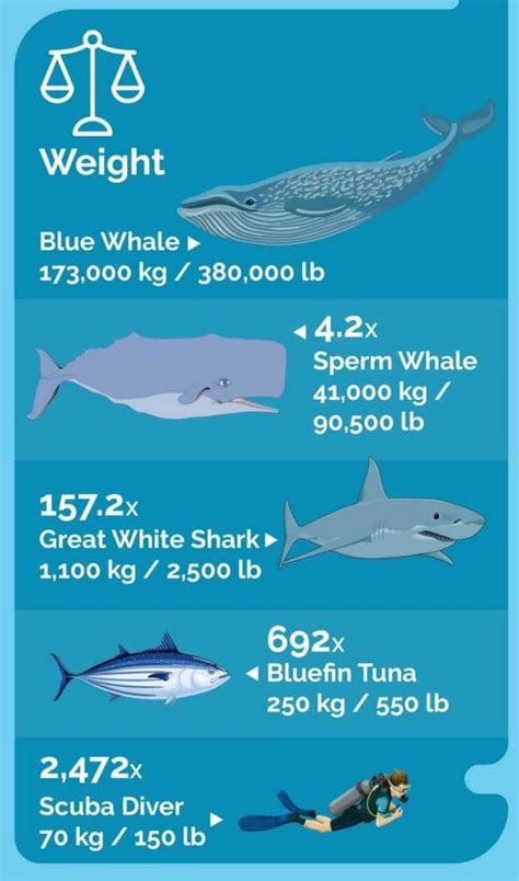 Blue Whale Size Comparison (Infographic) - Ocean Info