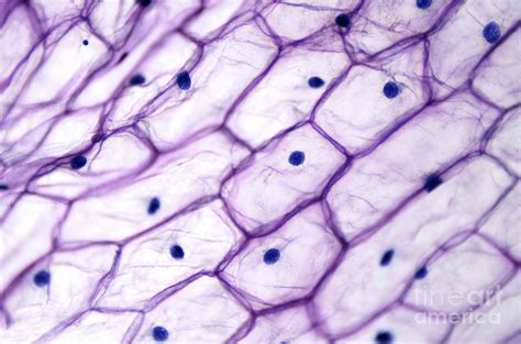 Onion Epidermal Cells Under Microscope