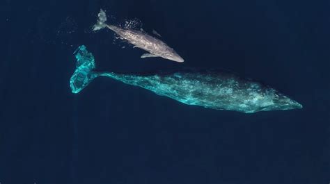 Heartwarming footage of a baby gray whale near Anacapa Island | Whale ...