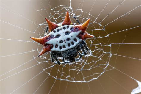 Gasteracantha cancriformis (Spiny-backed Orb-weaver) in Lake Worth, Florida United States