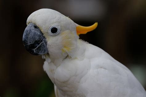 Bird Cockatoo Ornithology - Free photo on Pixabay - Pixabay