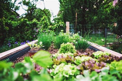 Natural and Organic Vegetable Garden Weed Control Methods