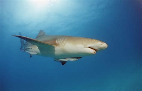 Lemon Shark: Key Facts, Lifespan, Habitat and Information - Discovery UK