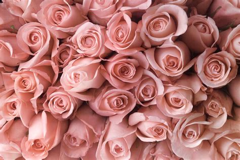 🔥 [46+] Light Pink Roses Wallpapers | WallpaperSafari