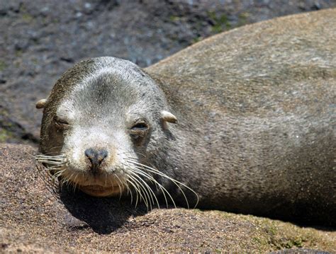 Galapagos Sea Lions - Zalophus wollebaeki - Galapagos Pictures and ...