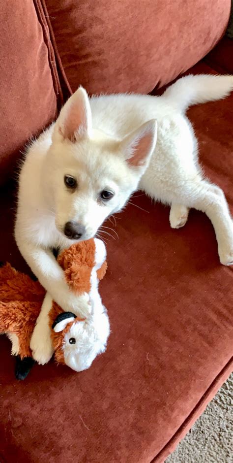 Pomsky Puppies For Sale | Richland, WA #303134 | Petzlover