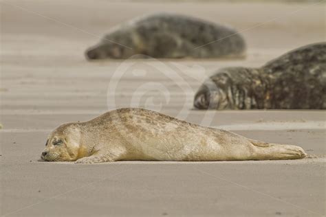 Baby common seal in between grey seals - Nature Stock Photo Agency