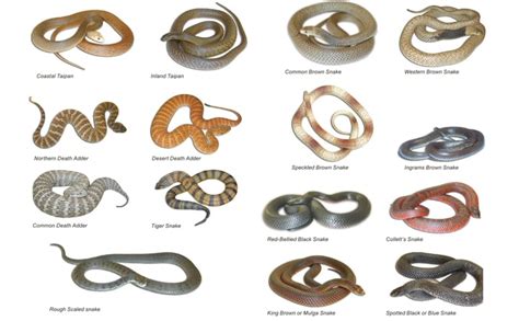 Snake Identification Chart