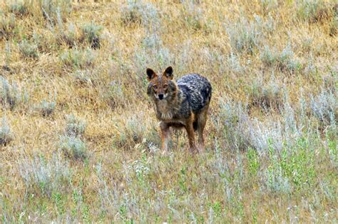 Steppe | Definition, Description, Plants, Animals, Importance, & Facts ...