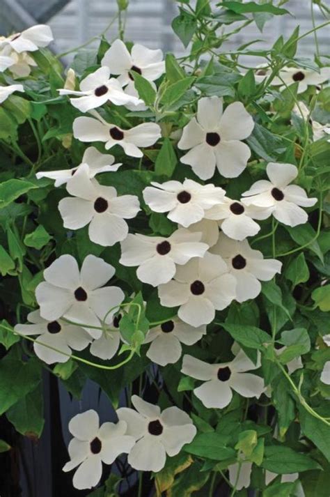 Thunbergia alata, 'Susie Series' White Seeds £2.50 from Chiltern Seeds