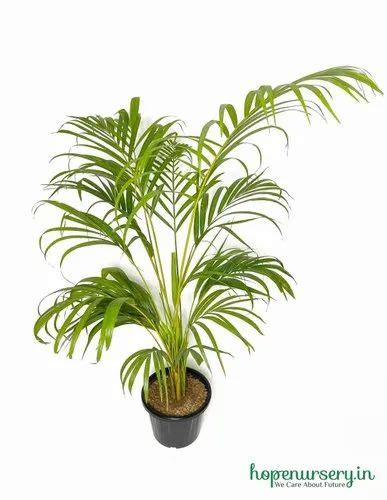 Areca Palm Indoor Plant at best price in Lucknow by Hope Nursery Online ...