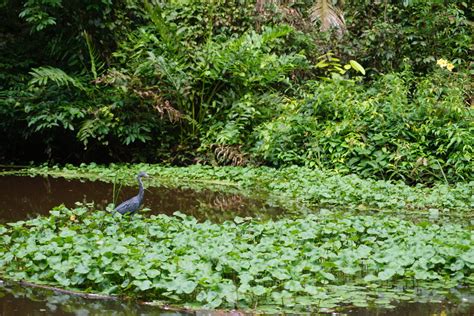 Tortuguero National Park Guide