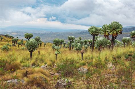 Giant Groundsels Growing in the Wild at Aberdare National Park, Kenya ...