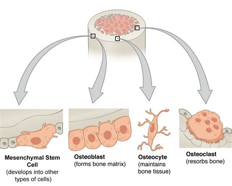 Bone Composition: Part 1 – Bone Cells | Biogennix