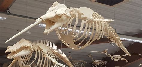 Narwhal Skeleton fin_Web | Good Nature Travel Blog