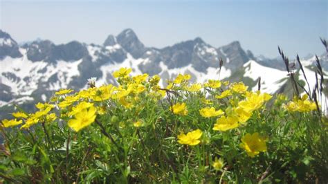 Scenic View on Alpine Mountain Range with Flowers in Foreground Stock ...