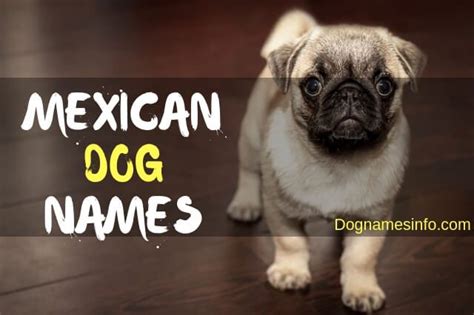 The Ultimate List of 500+ Mexican Dog Names 2023