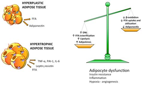 Nutrients | Free Full-Text | The Subtle Balance between Lipolysis and ...