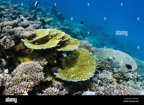 Acropora table coral (Acropora) on coral reef, Maldives, Indian Ocean ...