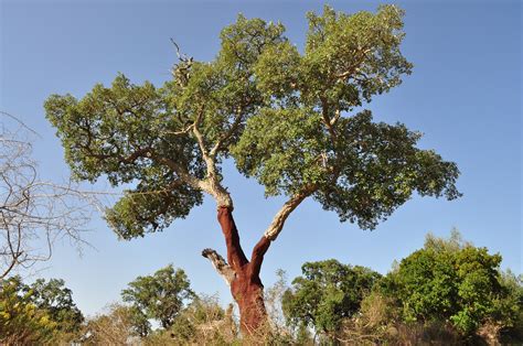 The cork oak – Portugal’s magical tree | MiMove