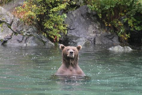 Alaska Bear Watching Tours By Boat In Chinitna Bay & Katmai National Park