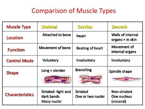 Comparison of Muscle Types Muscle Type Cardiac Function Movement of bone Walls of internal ...