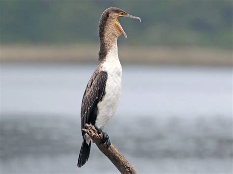 Great Cormorant - eBird