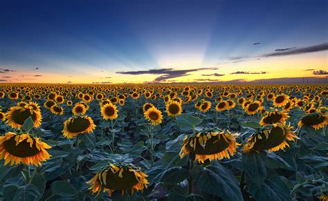 Sunflower farm | Realizing two things. 1. Having a monitor t… | Flickr