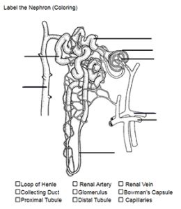 Color and Label the Nephron