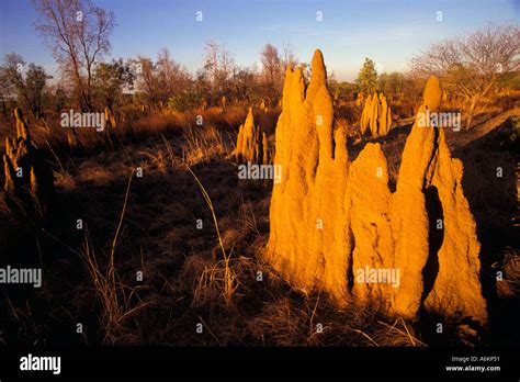 Termite mounds, outback Australia Stock Photo - Alamy