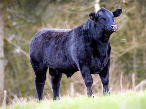 4 Pedigree Aberdeen Angus Breeding Bulls - SellMyLivestock