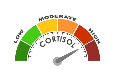 The Importance of Cortisol and How to Regulate it - Auralis Botanical Brewing