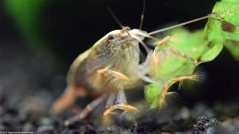 Bamboo Shrimp: Tank Mates, Food, Care, Feeding - Video