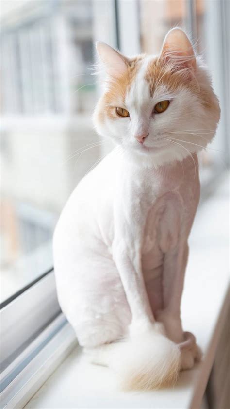 Cat Grooming Styles | Airtasker US