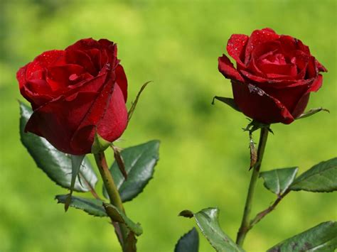 flowers for flower lovers.: Beautiful Rose flowers wallpapers