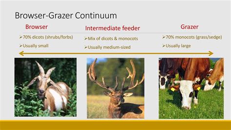 5 Crucial Difference Between Browser and Grazer with Table - Animal Differences