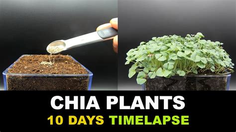 Growing Chia Seeds Indoors In 10 Days - Time Lapse - YouTube