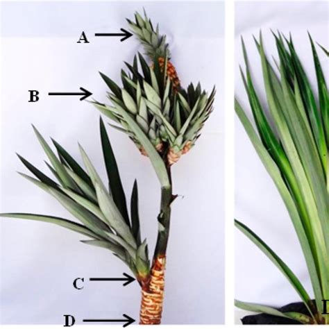 (PDF) Advances in pineapple plant propagation