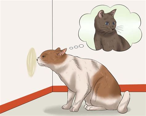 Why do cats spray?