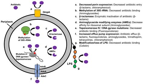 Antibiotics | Free Full-Text | Epidemiology and Mechanisms of ...