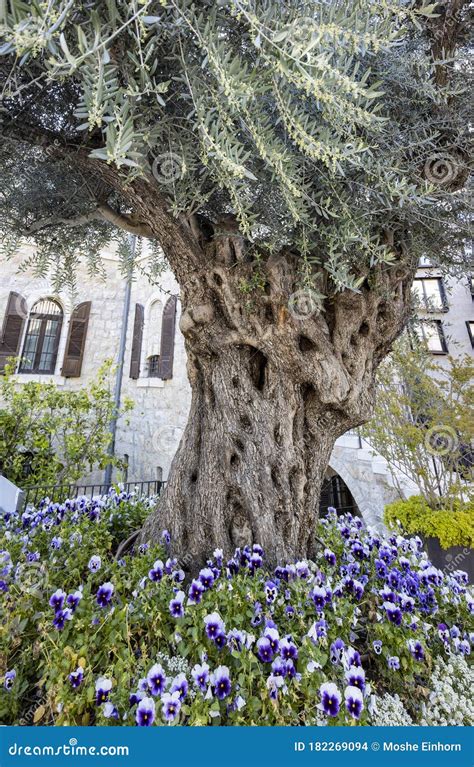 An Ancient Olive Tree in Jerusalem, Israel Stock Photo - Image of tree, green: 182269094