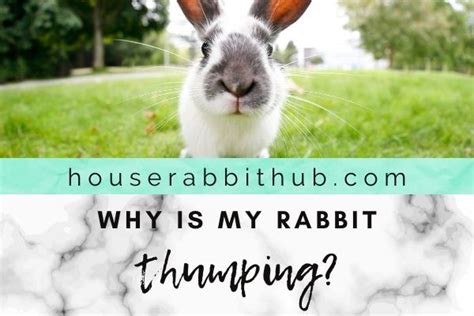 Why Is My Rabbit Thumping? - House Rabbit Hub