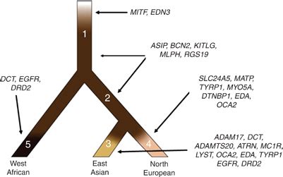 human genetics - Skin color explanation? - Biology Stack Exchange